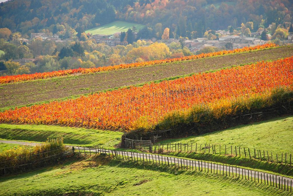 Готель La Ferme Berger Les Ardillats Екстер'єр фото